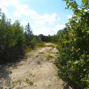 Photo of REDUCED!  103 Acres of Hunting and Investment Land For Sale in Dinwiddie County VA!