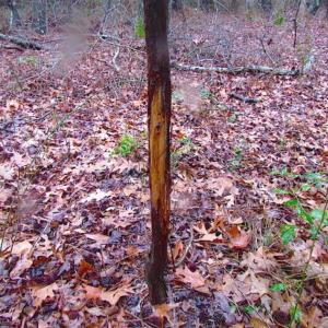 Photo of SOLD!!  13 Acres of Hunting Land For Sale in Northampton County VA!