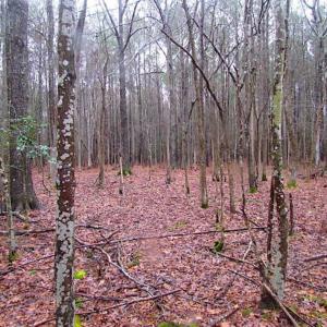 Photo of SOLD!!  13 Acres of Hunting Land For Sale in Northampton County VA!