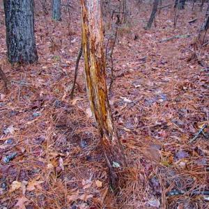 Photo of SOLD!!  13 Acres of Hunting Land For Sale in Northampton County VA!
