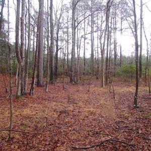 Photo of SOLD!!  13 Acres of Hunting Land For Sale in Northampton County VA!