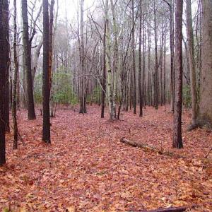 Photo of SOLD!!  13 Acres of Hunting Land For Sale in Northampton County VA!