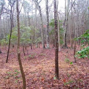 Photo of SOLD!!  13 Acres of Hunting Land For Sale in Northampton County VA!
