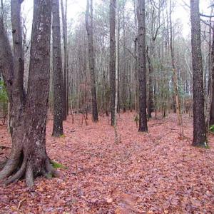 Photo of SOLD!!  13 Acres of Hunting Land For Sale in Northampton County VA!