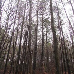 Photo of SOLD!!  13 Acres of Hunting Land For Sale in Northampton County VA!