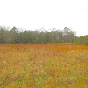 Photo of SOLD!!  13 Acres of Hunting Land For Sale in Northampton County VA!