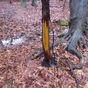 Photo of SOLD!!  13 Acres of Hunting Land For Sale in Northampton County VA!