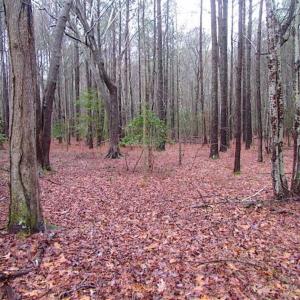 Photo of SOLD!!  13 Acres of Hunting Land For Sale in Northampton County VA!