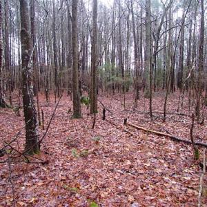 Photo of SOLD!!  13 Acres of Hunting Land For Sale in Northampton County VA!