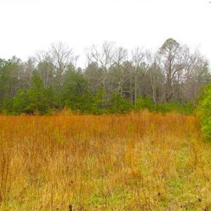 Photo of SOLD!!  13 Acres of Hunting Land For Sale in Northampton County VA!