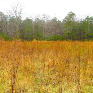 Photo of SOLD!!  13 Acres of Hunting Land For Sale in Northampton County VA!