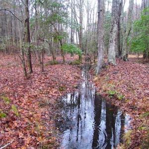 Photo of SOLD!!  13 Acres of Hunting Land For Sale in Northampton County VA!