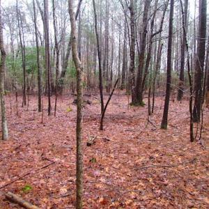 Photo of SOLD!!  13 Acres of Hunting Land For Sale in Northampton County VA!
