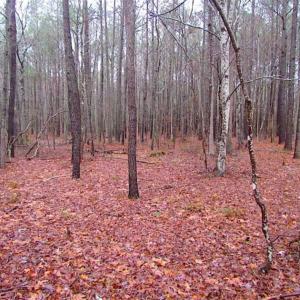 Photo of SOLD!!  13 Acres of Hunting Land For Sale in Northampton County VA!