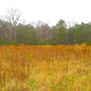 Photo of SOLD!!  13 Acres of Hunting Land For Sale in Northampton County VA!