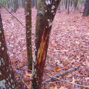 Photo of SOLD!!  13 Acres of Hunting Land For Sale in Northampton County VA!