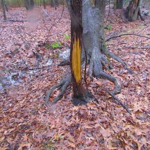 Photo of SOLD!!  13 Acres of Hunting Land For Sale in Northampton County VA!