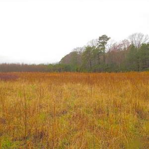 Photo of SOLD!!  13 Acres of Hunting Land For Sale in Northampton County VA!