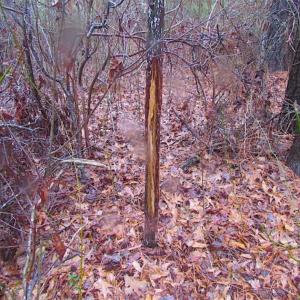 Photo of SOLD!!  13 Acres of Hunting Land For Sale in Northampton County VA!