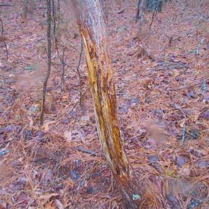 Photo of SOLD!!  13 Acres of Hunting Land For Sale in Northampton County VA!