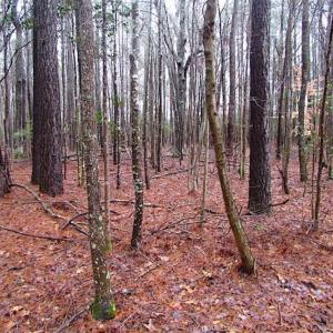 Photo of SOLD!!  13 Acres of Hunting Land For Sale in Northampton County VA!