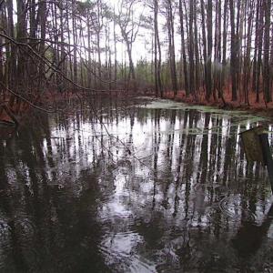 Photo of SOLD!!  13 Acres of Hunting Land For Sale in Northampton County VA!