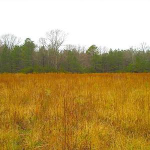 Photo of SOLD!!  13 Acres of Hunting Land For Sale in Northampton County VA!