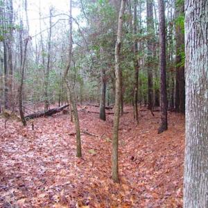 Photo of SOLD!!  13 Acres of Hunting Land For Sale in Northampton County VA!