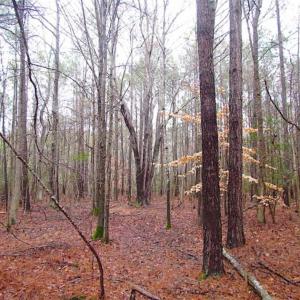 Photo of SOLD!!  13 Acres of Hunting Land For Sale in Northampton County VA!