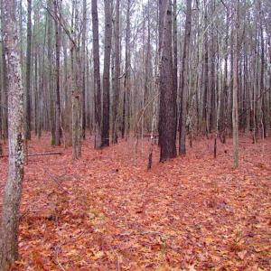 Photo of SOLD!!  13 Acres of Hunting Land For Sale in Northampton County VA!