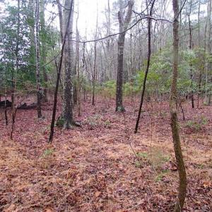 Photo of SOLD!!  13 Acres of Hunting Land For Sale in Northampton County VA!