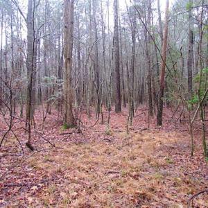 Photo of SOLD!!  13 Acres of Hunting Land For Sale in Northampton County VA!