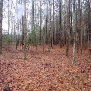 Photo of SOLD!!  13 Acres of Hunting Land For Sale in Northampton County VA!