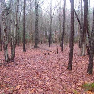 Photo of SOLD!!  13 Acres of Hunting Land For Sale in Northampton County VA!