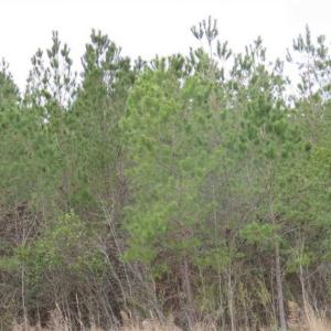 Photo of SOLD!!  24.6 Acres of Hunting and Timber Land For Sale in Pender County NC!