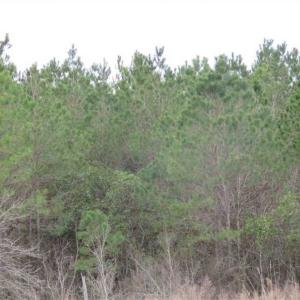Photo of SOLD!!  24.6 Acres of Hunting and Timber Land For Sale in Pender County NC!