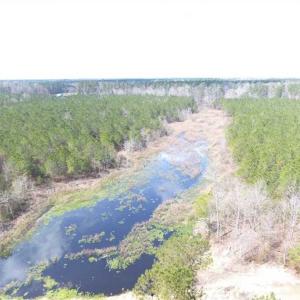 Photo of SOLD!!  24.6 Acres of Hunting and Timber Land For Sale in Pender County NC!
