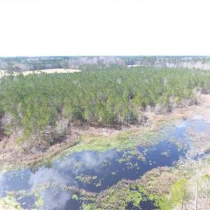 Photo of SOLD!!  24.6 Acres of Hunting and Timber Land For Sale in Pender County NC!