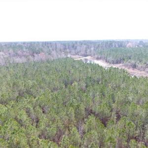 Photo of SOLD!!  24.6 Acres of Hunting and Timber Land For Sale in Pender County NC!