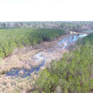Photo of SOLD!!  24.6 Acres of Hunting and Timber Land For Sale in Pender County NC!