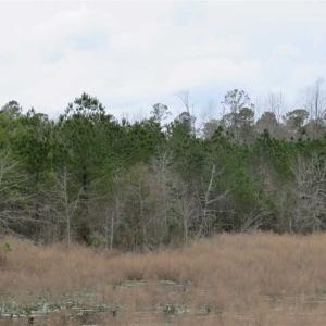 Photo of SOLD!!  24.6 Acres of Hunting and Timber Land For Sale in Pender County NC!