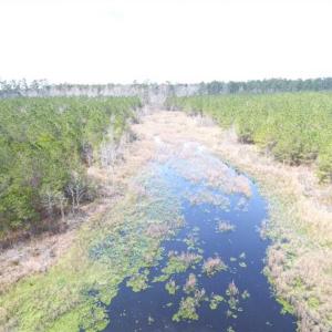 Photo of SOLD!!  24.6 Acres of Hunting and Timber Land For Sale in Pender County NC!