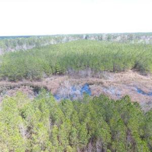 Photo of SOLD!!  24.6 Acres of Hunting and Timber Land For Sale in Pender County NC!