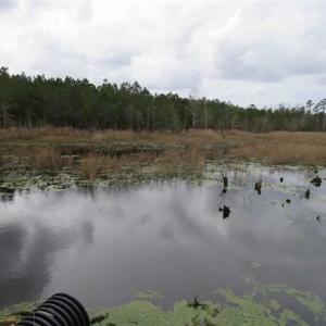 Photo of SOLD!!  24.6 Acres of Hunting and Timber Land For Sale in Pender County NC!
