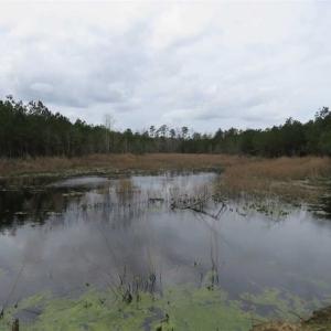 Photo of SOLD!!  24.6 Acres of Hunting and Timber Land For Sale in Pender County NC!