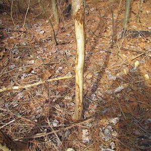 Photo of SOLD!!  49 Acres Overlooking Little Creek Reservoir in James City Co VA!