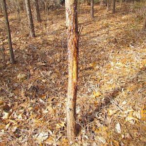 Photo of SOLD!!  49 Acres Overlooking Little Creek Reservoir in James City Co VA!