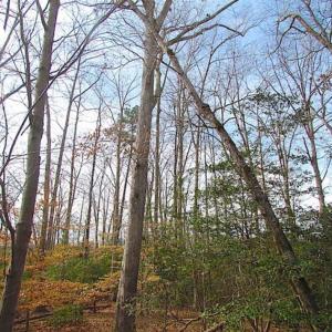 Photo of SOLD!!  49 Acres Overlooking Little Creek Reservoir in James City Co VA!