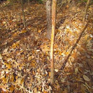 Photo of SOLD!!  49 Acres Overlooking Little Creek Reservoir in James City Co VA!