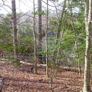 Photo of SOLD!!  49 Acres Overlooking Little Creek Reservoir in James City Co VA!